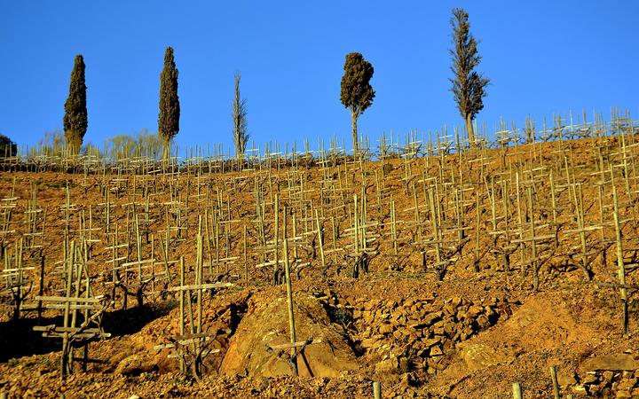 Terrassen met wijnstokken op donkere leisteenhellingen rond Gratallops in de Priorat