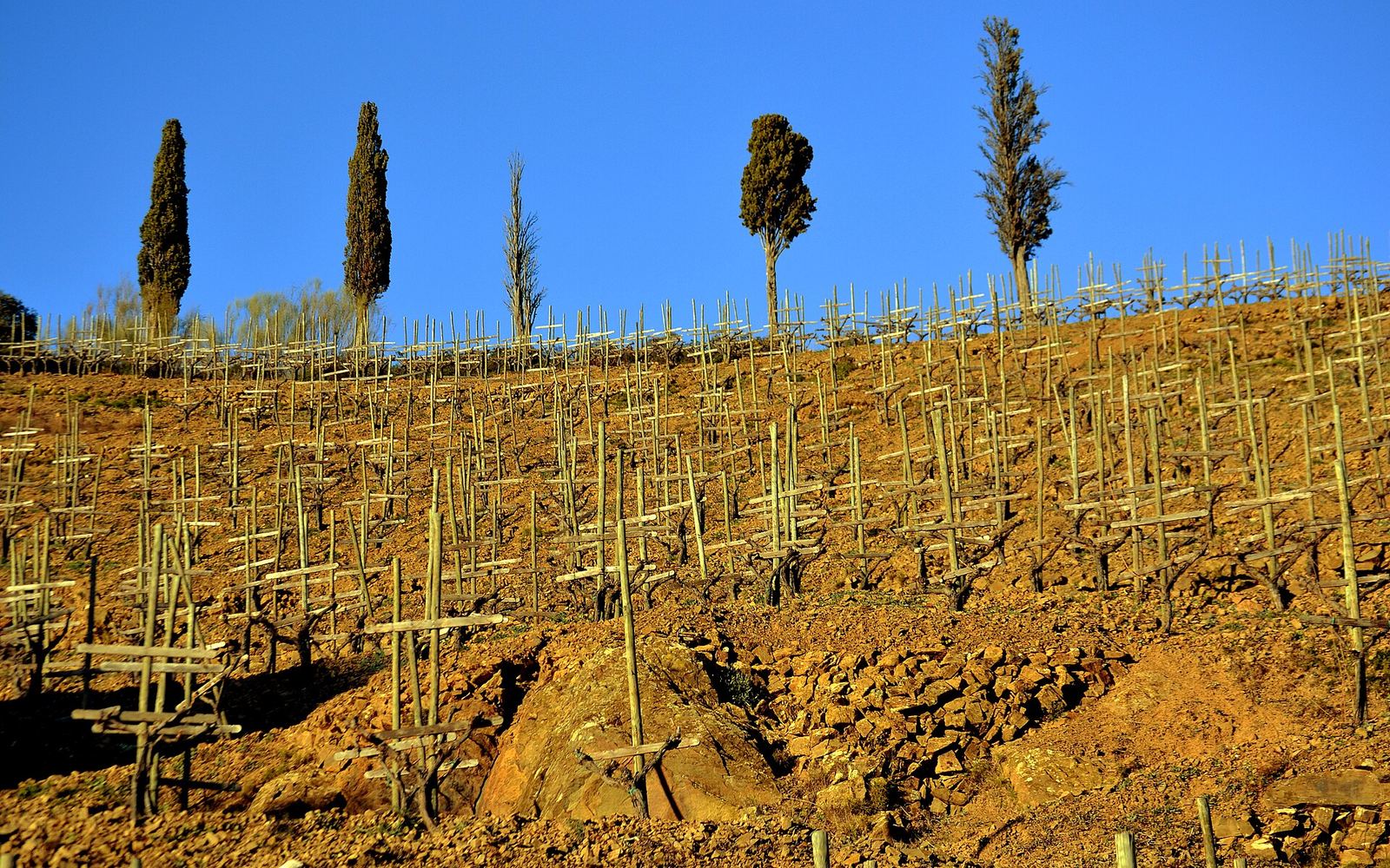 Terrassen met wijnstokken op donkere leisteenhellingen rond Gratallops in de Priorat