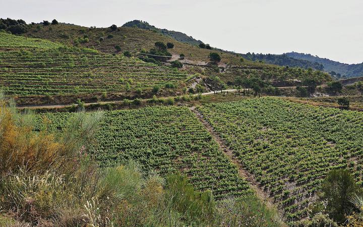 Steile wijnterrassen op leisteen in de Priorat